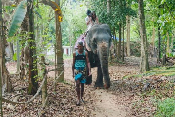 Honeymoon couple with guide walking with elephant at Pinnawala Elephant Orphanage in Sri Lanka surrounded by tall forest trees